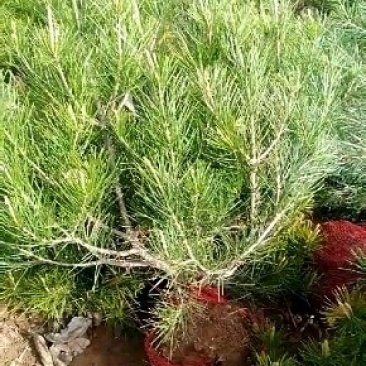 白皮松，1米白皮松，2米白皮松，3米白皮松，产地直销