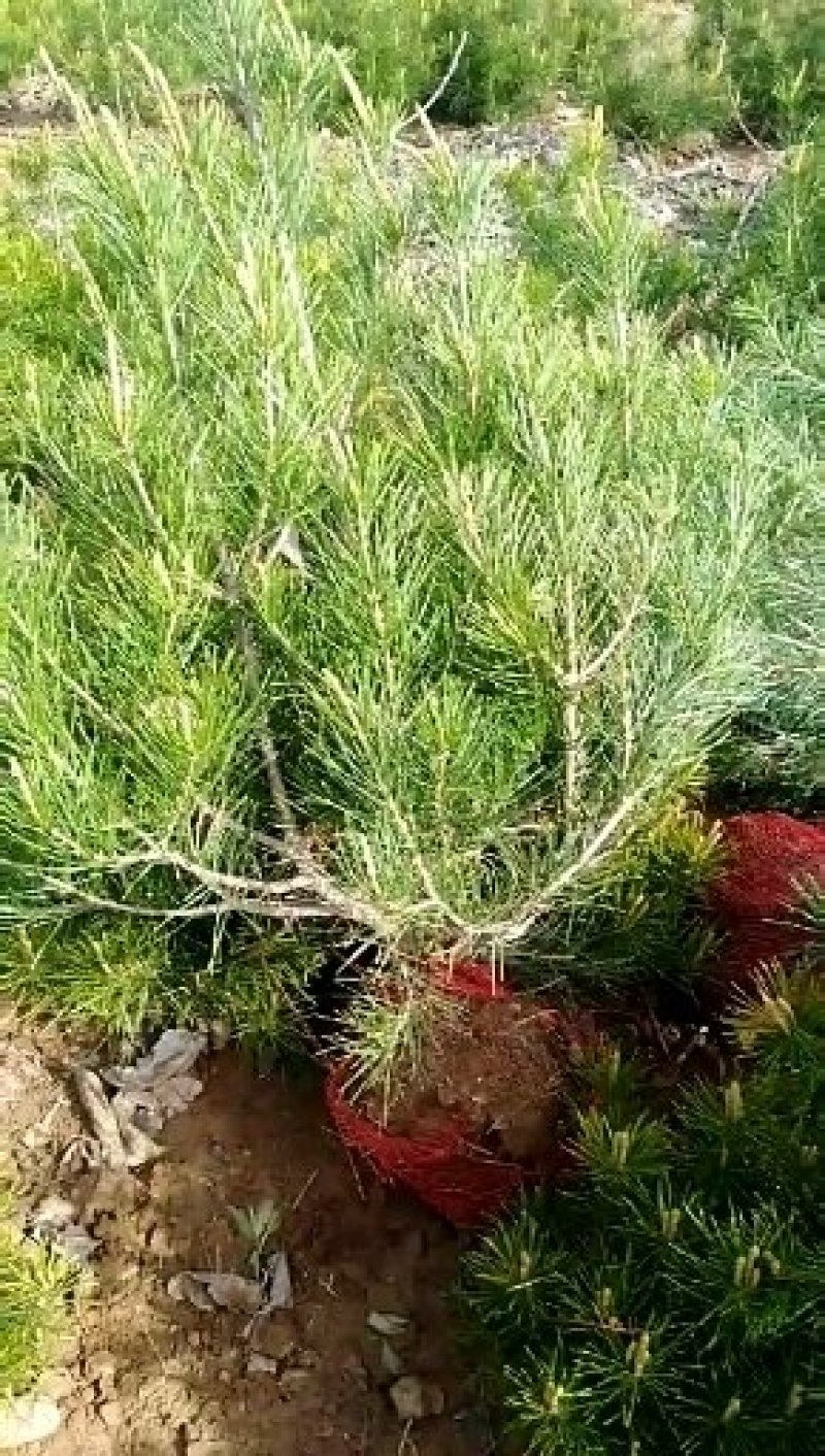 白皮松，1米白皮松，2米白皮松，3米白皮松，产地直销