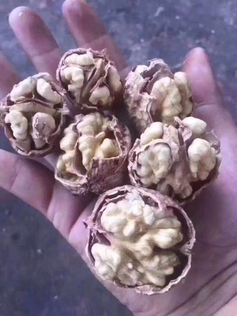 薄皮核桃最新最优质核桃