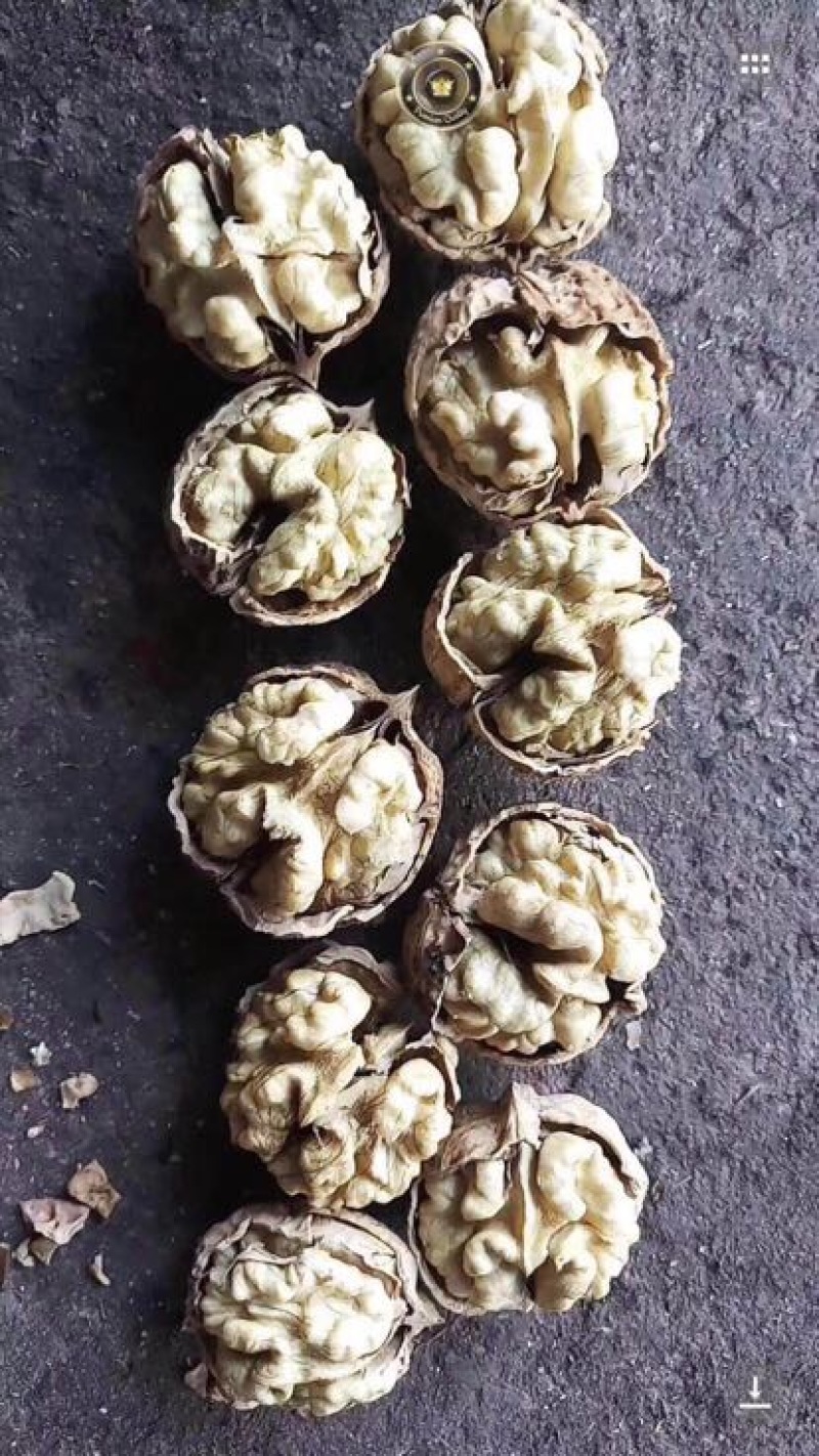 薄皮核桃最新最优质核桃