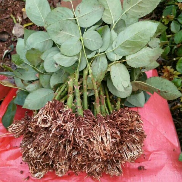 云南昆明精品优质四季玫瑰种苗云南基地发货