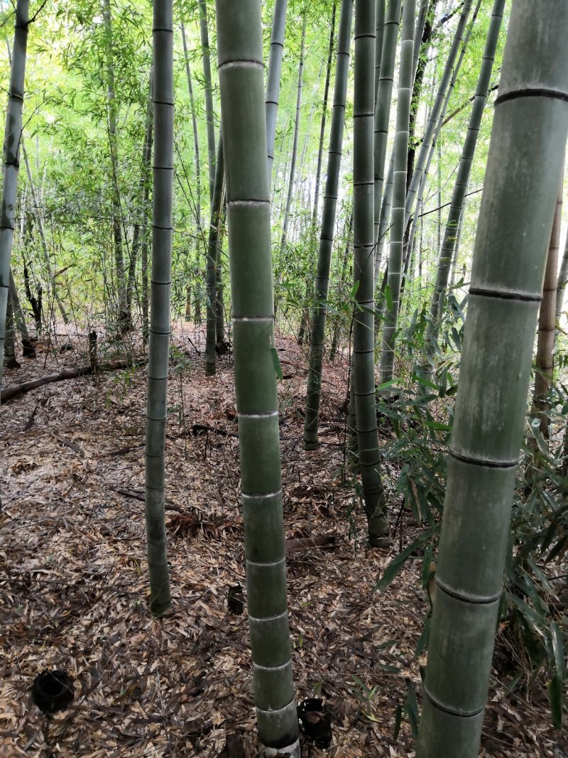 楠竹