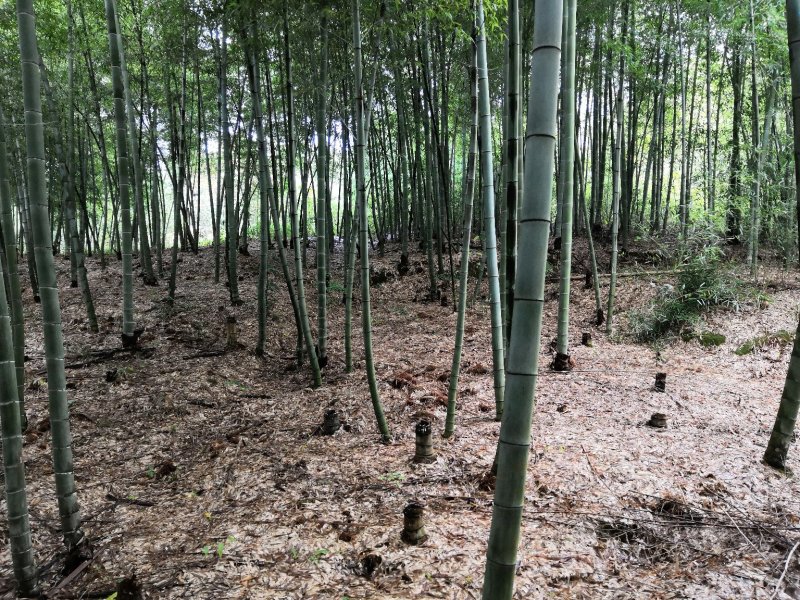楠竹