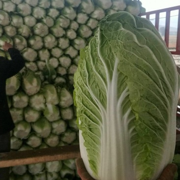 韩国黄芯大白菜