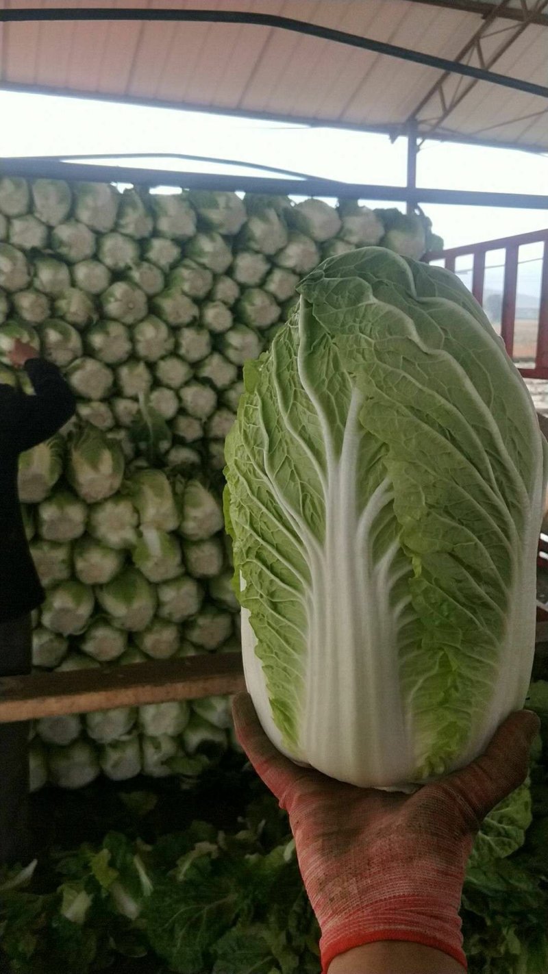 韩国黄芯大白菜