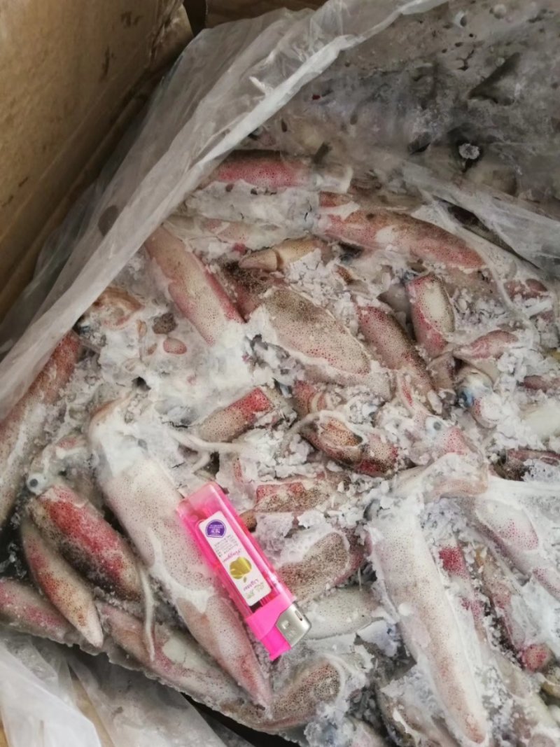 北部湾鱿鱼