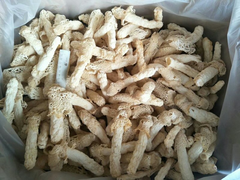 食用菌干货
