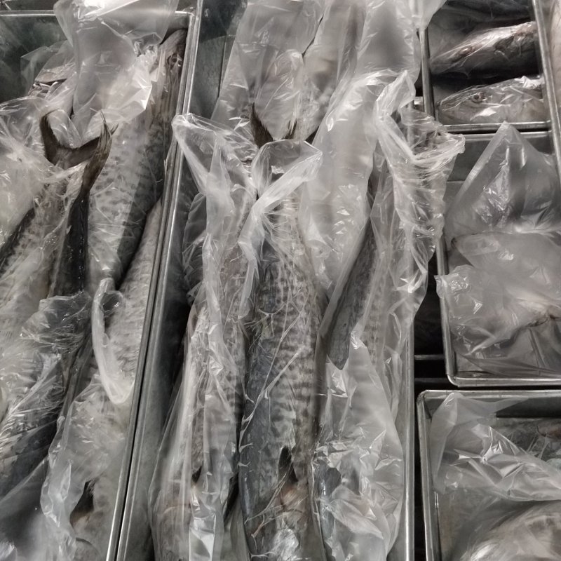 北部湾马胶
