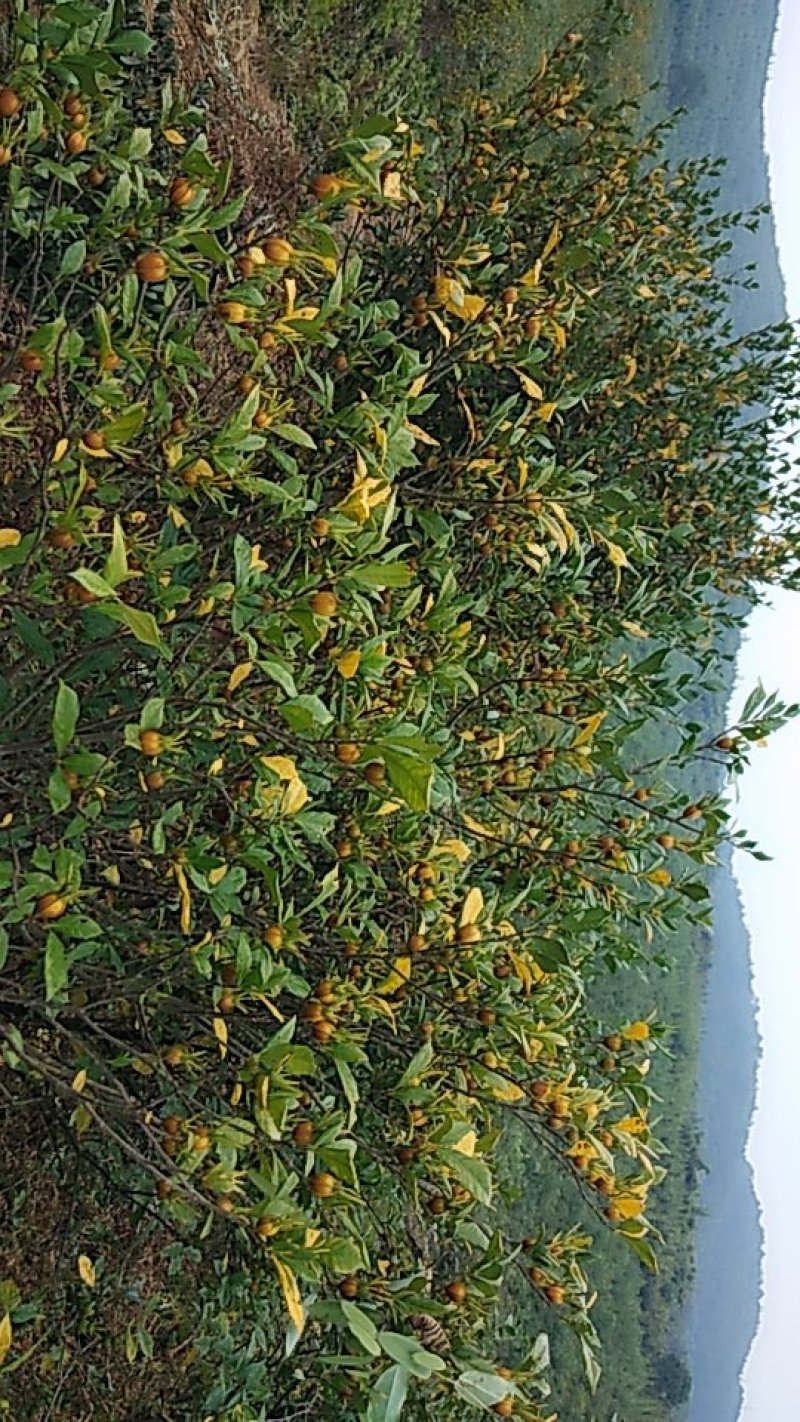 栀子果
