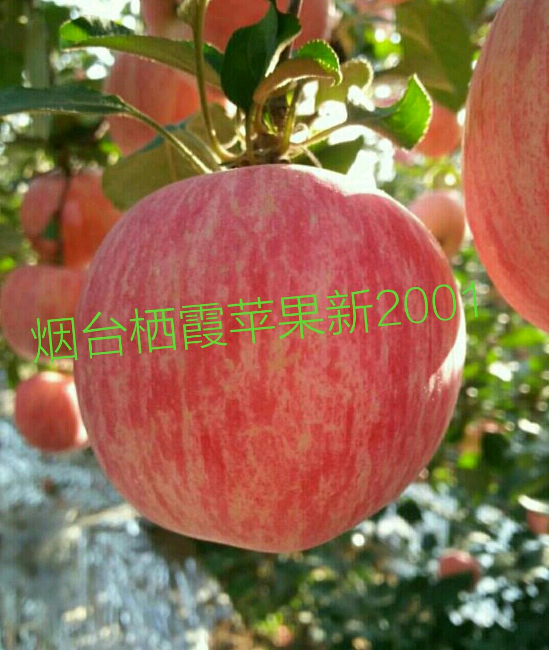 [红富士苹果批发]全红红富士苹果一二三级价格2.50元
