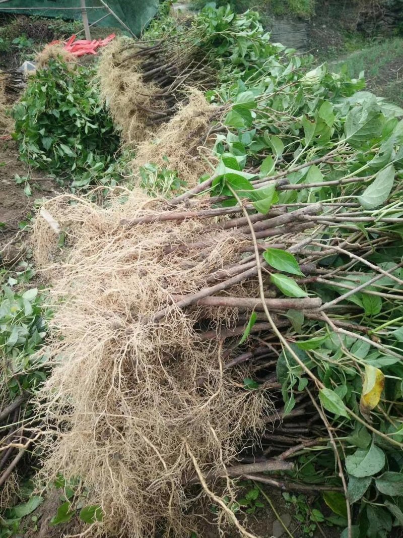 【牛商推荐】水杨桃苗猕猴桃嫁接专用
