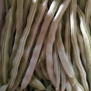 白豆角