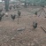 散养土鸡蛋