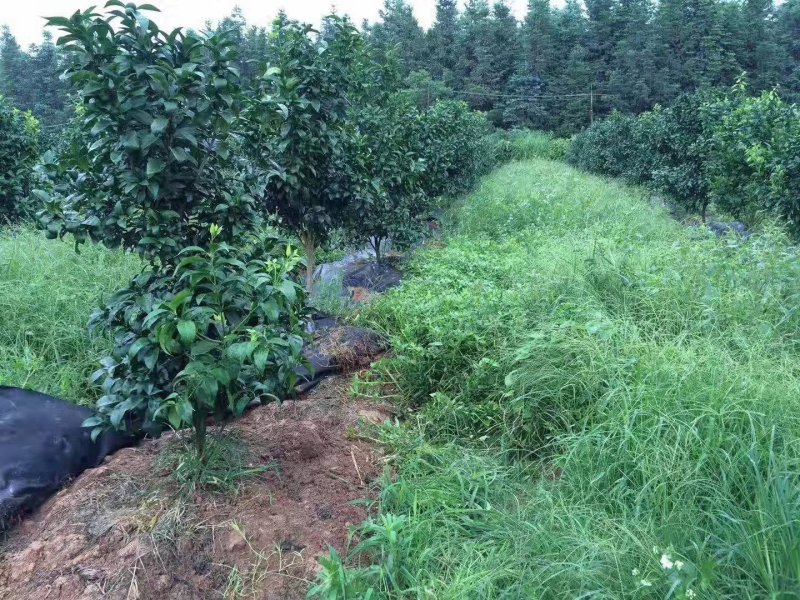 生态除草布，透气，透水，可以降解，欢迎进店联系