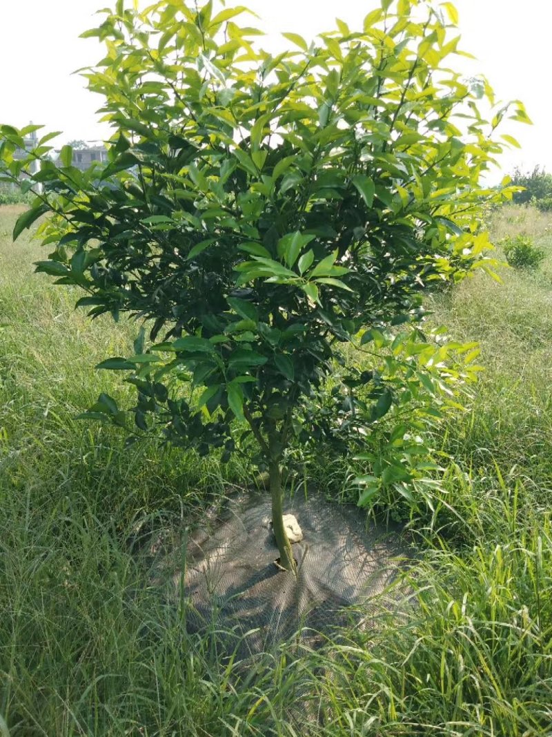 生态除草布，透气，透水，可以降解，欢迎进店联系