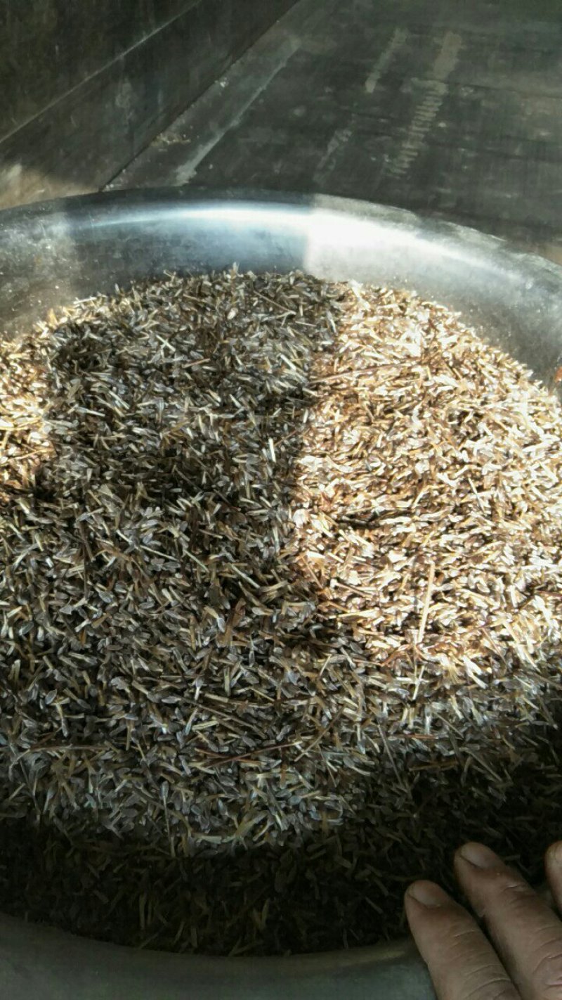 苍术种子