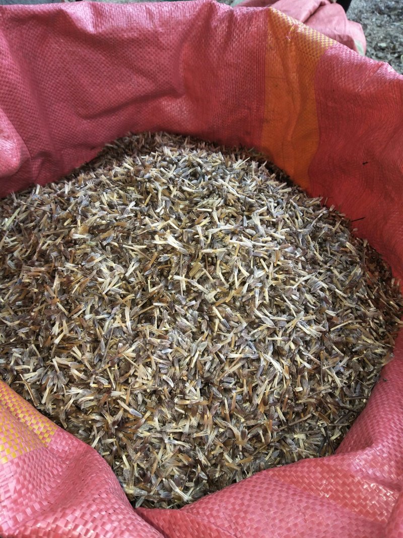 苍术种子