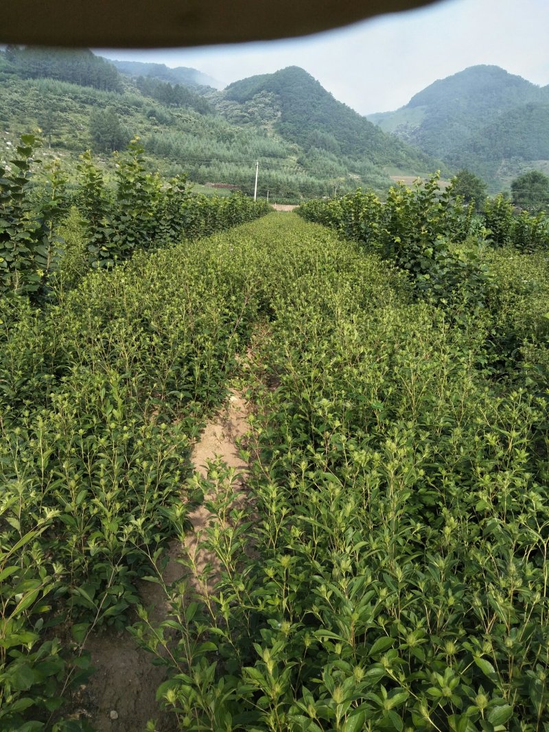 苍术种子