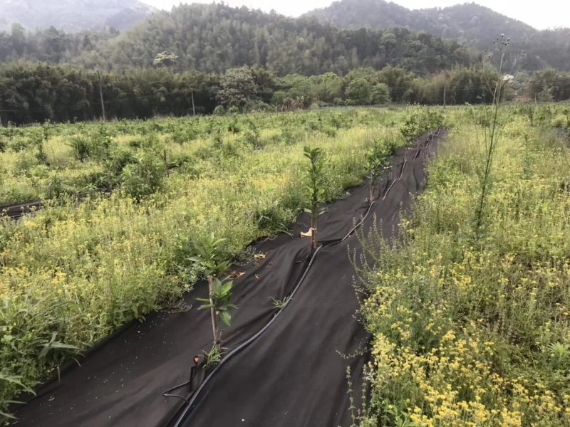 生态除草布，防草布，透水，透气，可降解材料，无任何副作用