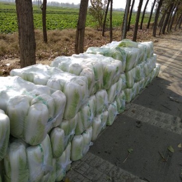 山东省济南市平阴县大量供应北京新三号大白菜