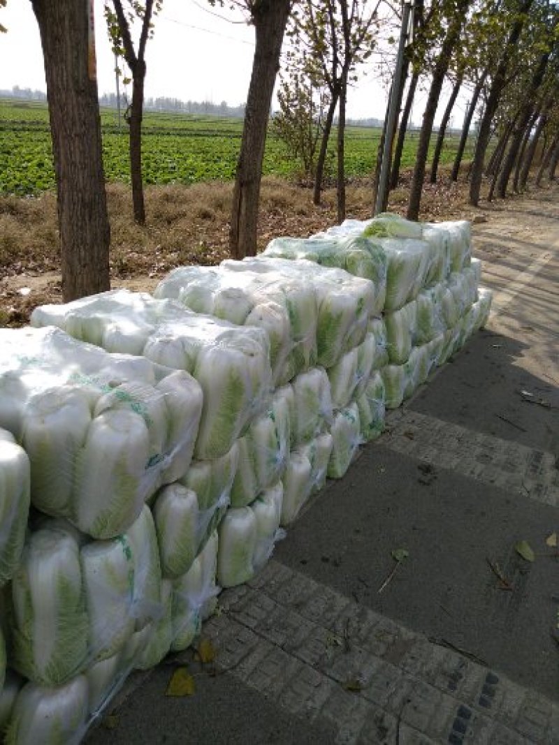 山东省济南市平阴县大量供应北京新三号大白菜