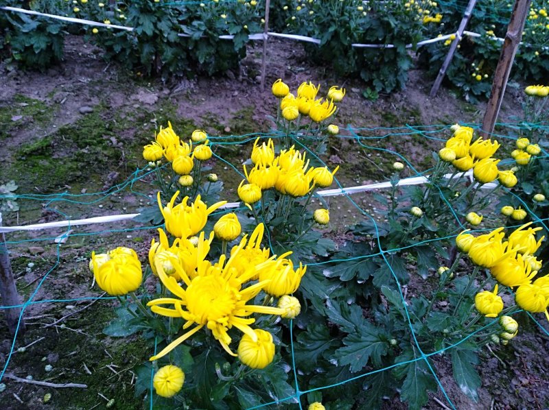 金丝皇菊