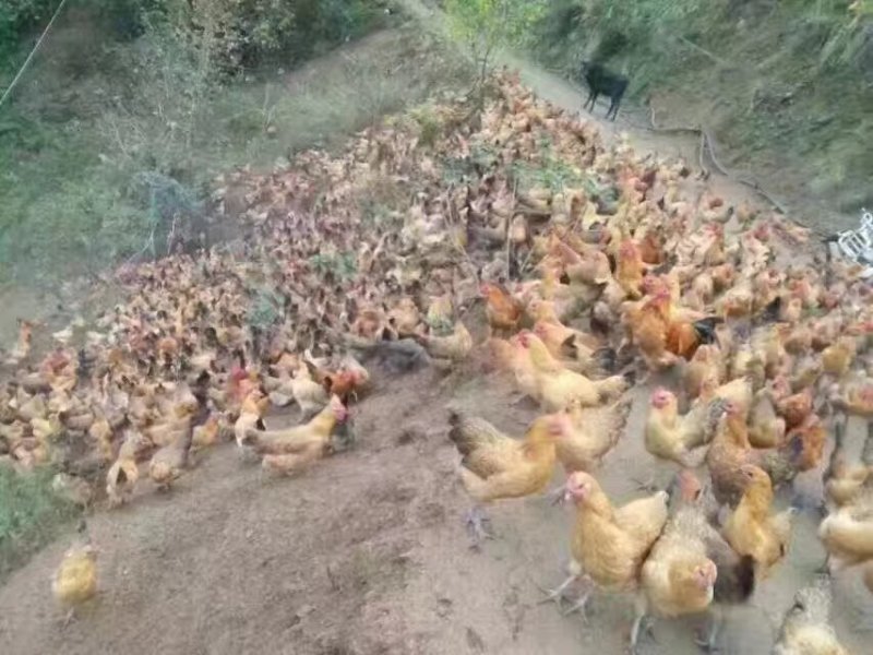 优选青脚土鸡苗小种土鸡苗公母可鉴别全国发货包运输存活