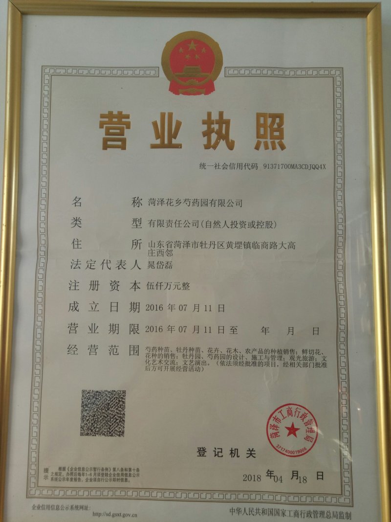 千层观赏芍药一年二年苗免费提供技术