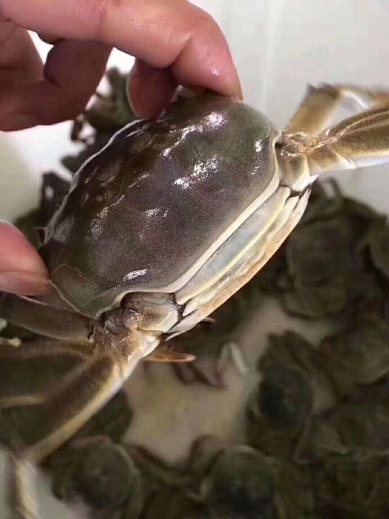 螃蟹类