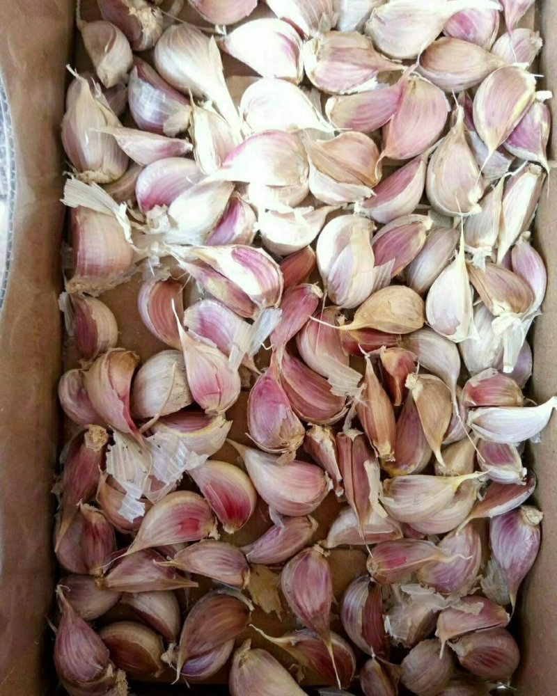 高质量精品蒜苗种子原种，大蒜种子原种