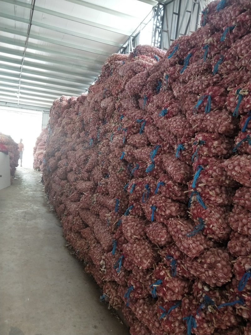 高质量精品蒜苗种子原种，大蒜种子原种