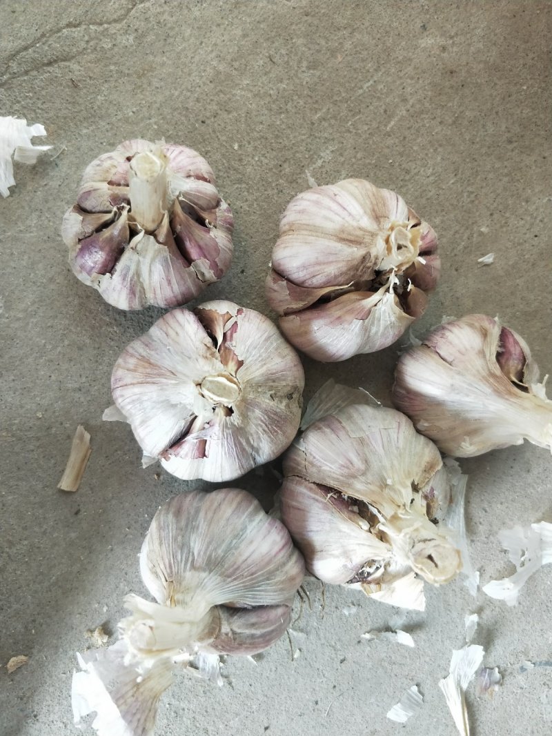 高质量精品蒜苗种子原种，大蒜种子原种