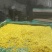 桂花