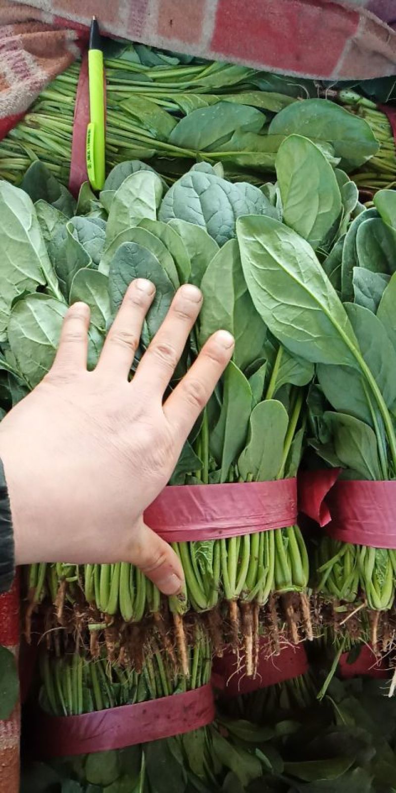 大量蔬菜上市了