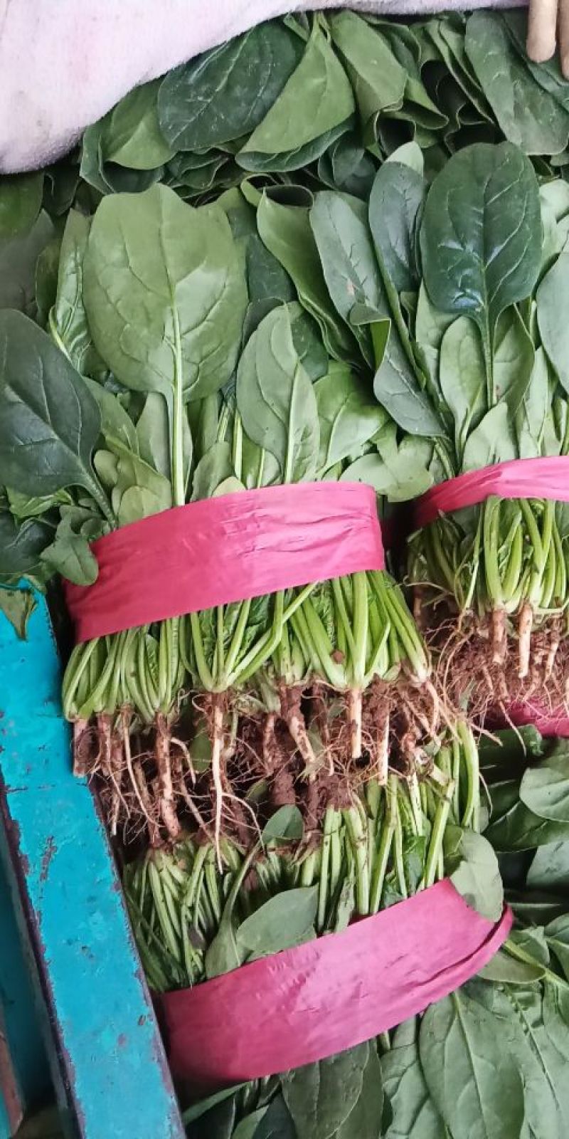 大量蔬菜上市了