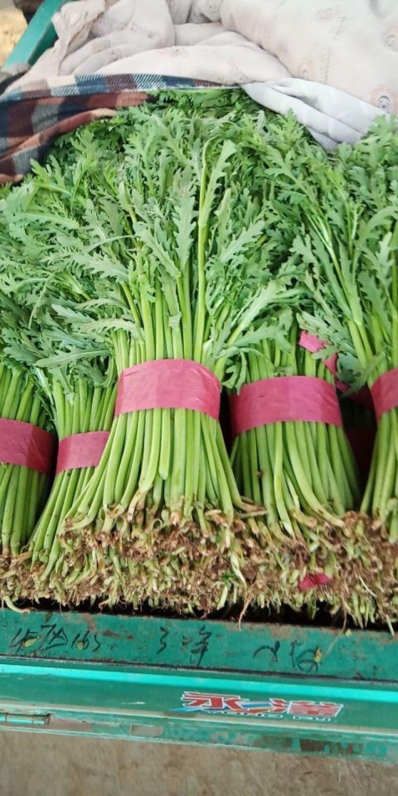 大量蔬菜上市了