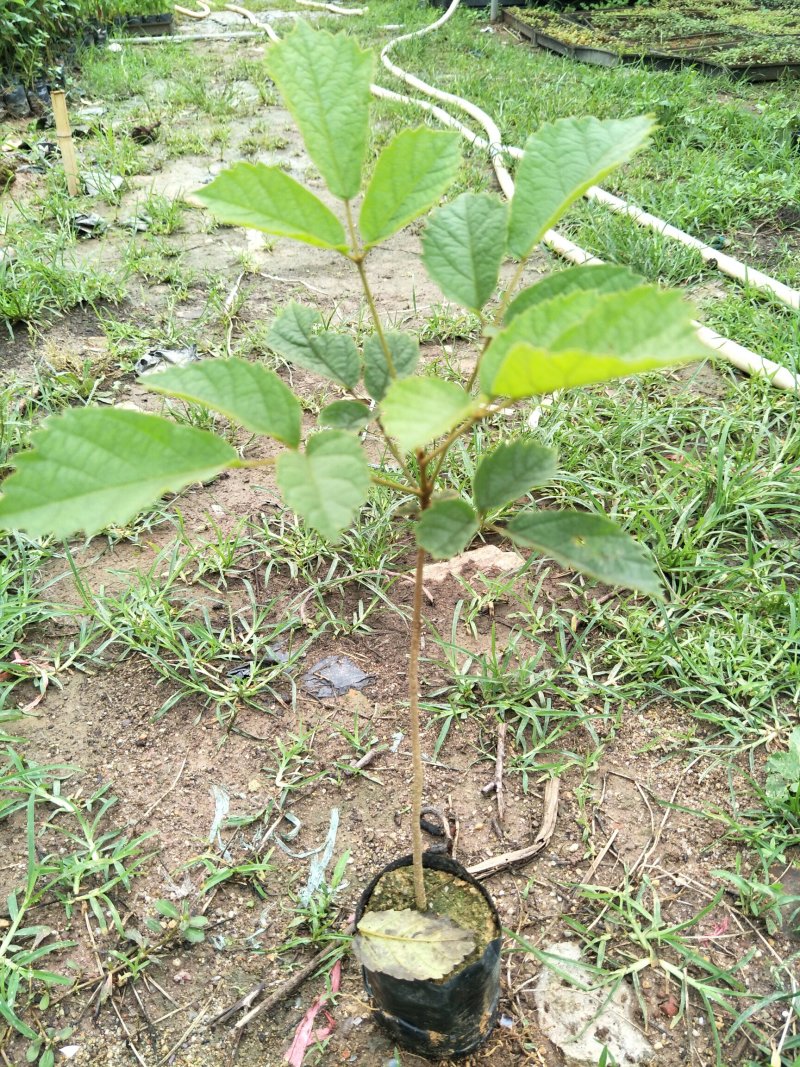 多花黄花风铃木苗庭院园林观花树种美观好养