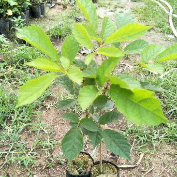 多花黄花风铃木苗庭院园林观花树种美观好养