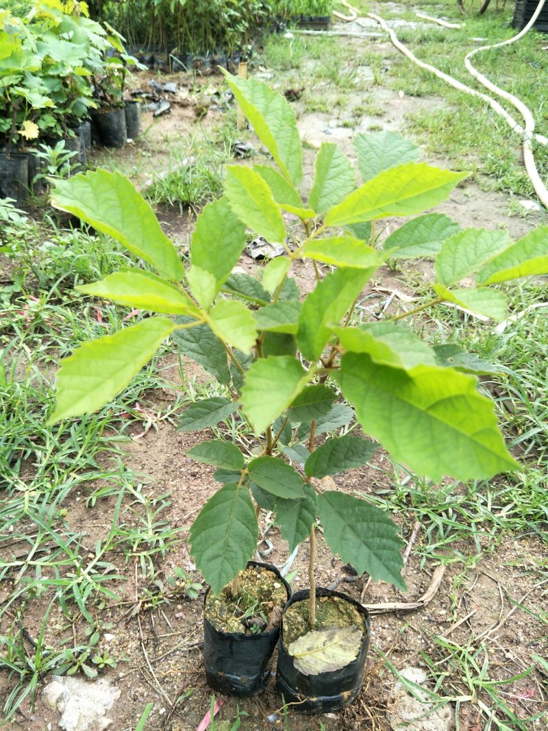 多花黄花风铃木苗庭院园林观花树种美观好养