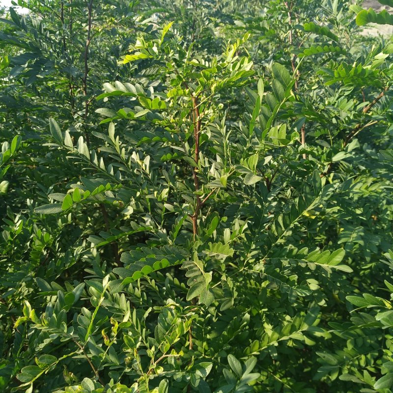 皂角树1公分以上