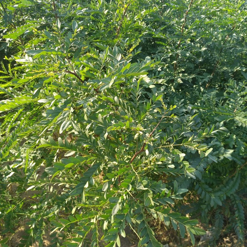 皂角树1公分以上