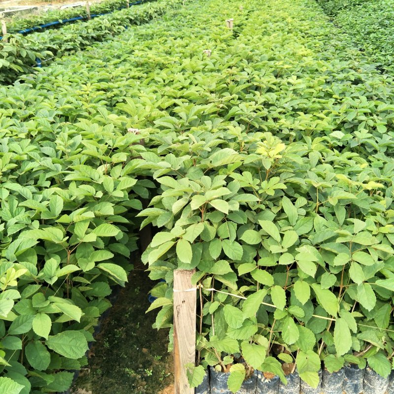 多花黄花风铃木苗庭院园林观花树种美观好养