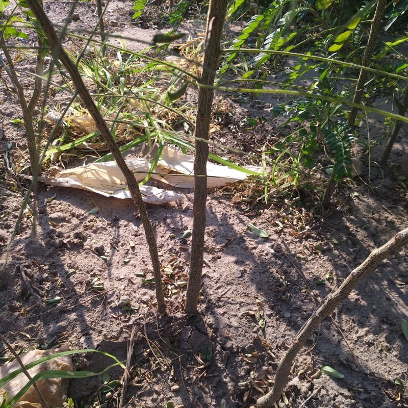 皂角树1公分以上