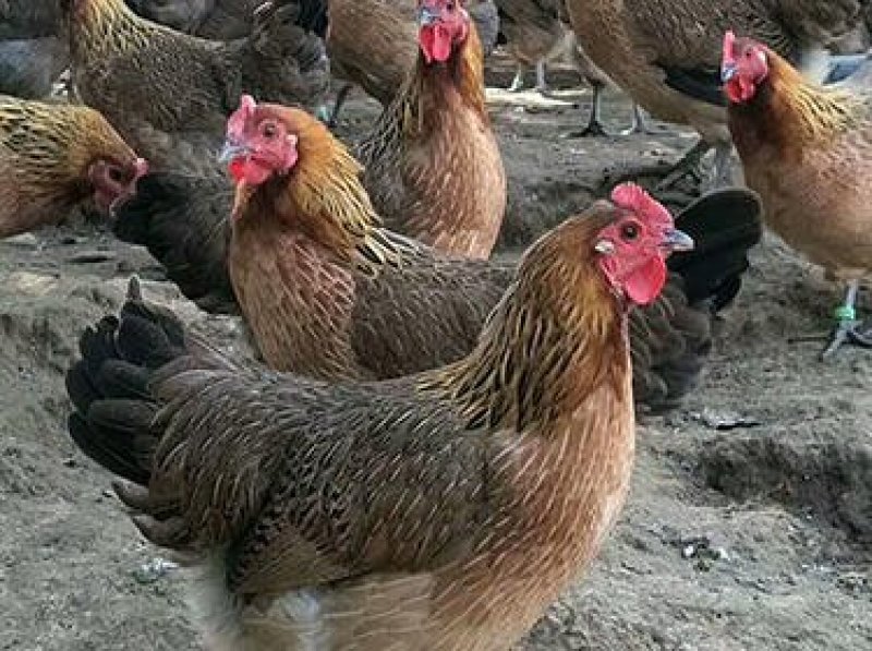 热卖大种青脚麻鸡苗肉鸡苗长速快的鸡苗包做疫苗运输包活