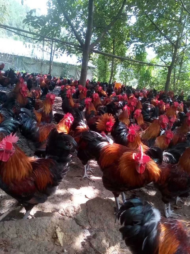 热卖大种青脚麻鸡苗肉鸡苗长速快的鸡苗包做疫苗运输包活