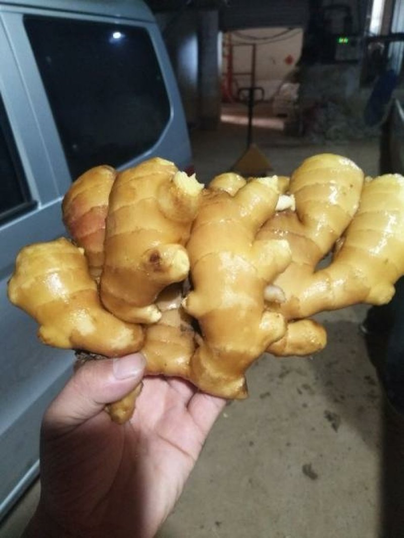 江苏出售大黄姜，小黄姜，老姜，面姜，子姜，竹姜。代存入库