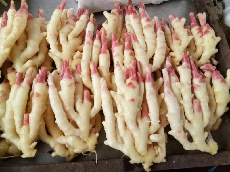 江苏出售大黄姜，小黄姜，老姜，面姜，子姜，竹姜。代存入库