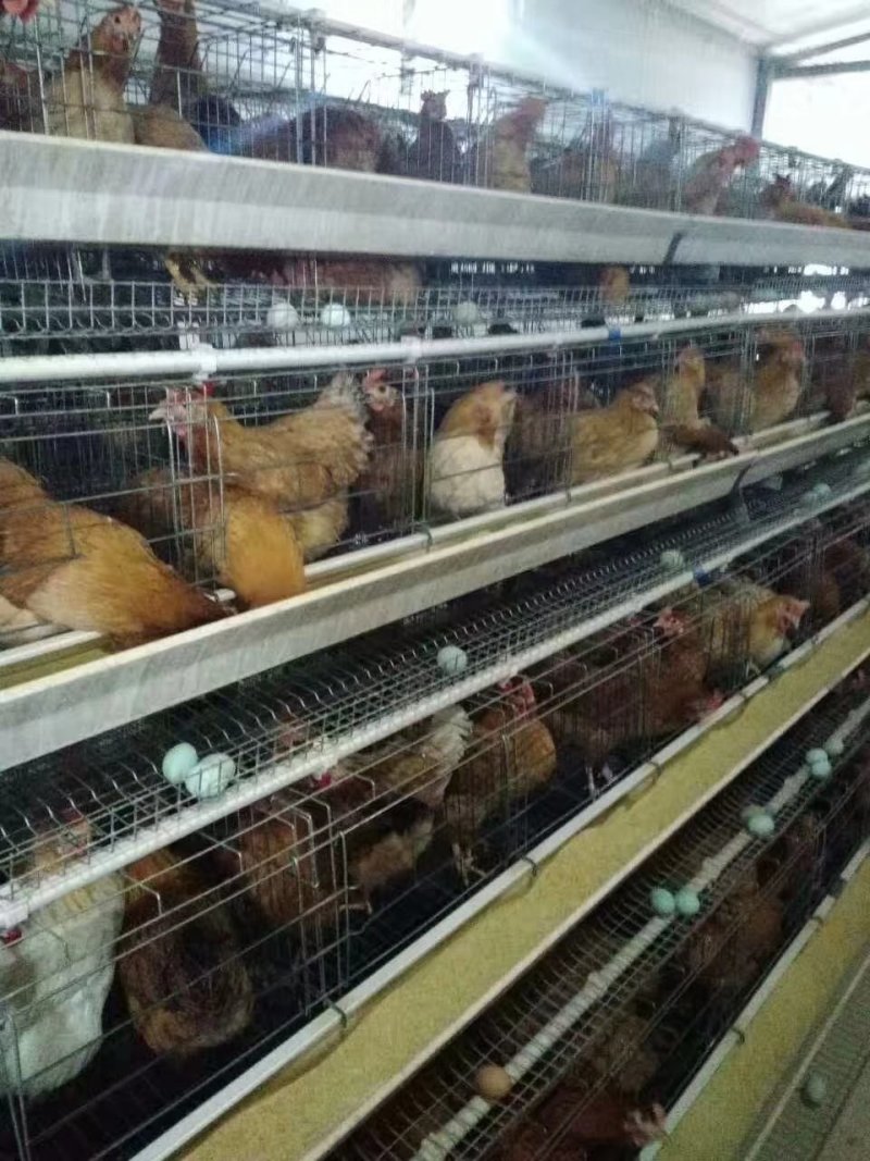 黄麻羽高产绿壳蛋鸡母苗出壳苗产青壳蛋土鸡产蛋高