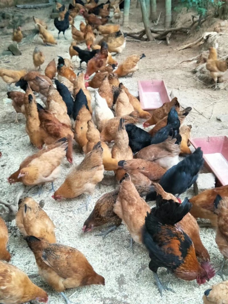黄麻羽高产绿壳蛋鸡母苗出壳苗产青壳蛋土鸡产蛋高