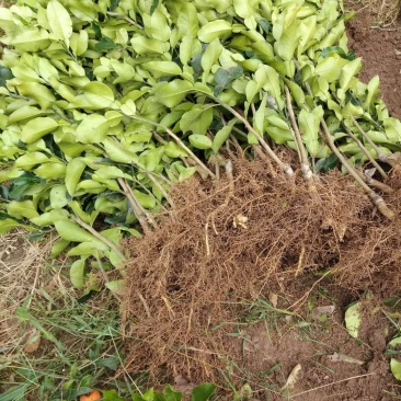 红心蜜柚苗(基地直供，品种纯正